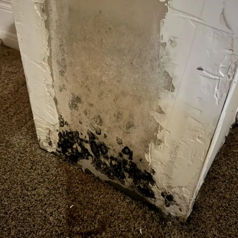 Professional Mold Removal in Meridian, CO